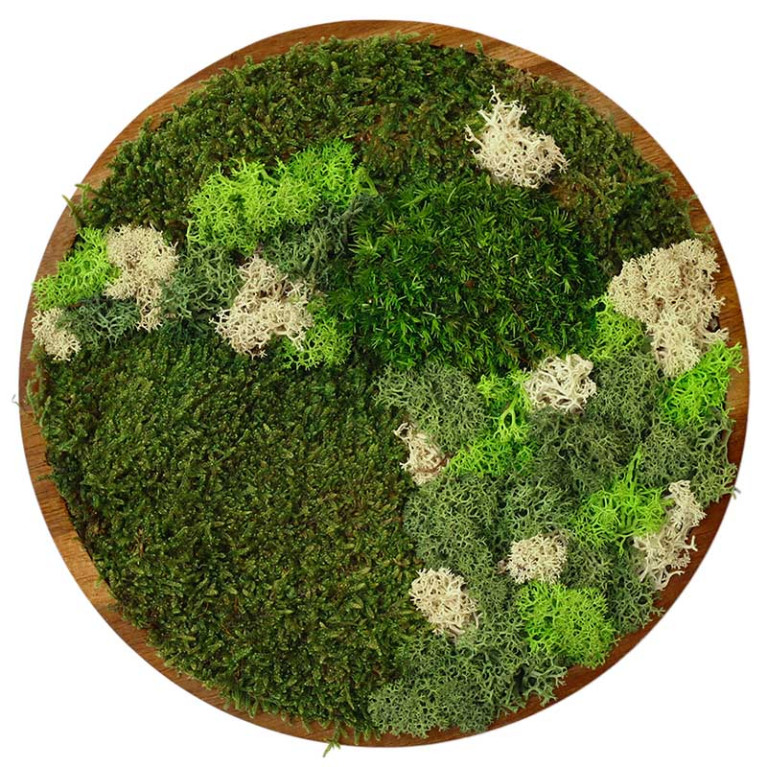 Mosschilderij Rond 20 cm Donker Acaciahout - Floro - voorkant